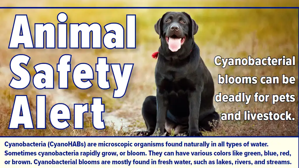 Cyanobacterial blooms can be deadly for pets and livestock