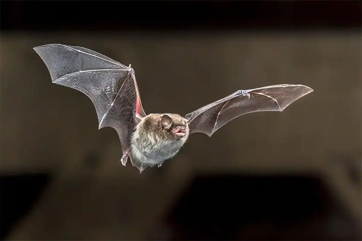 Rabies prevention information about a rabid bat found in Bannock County