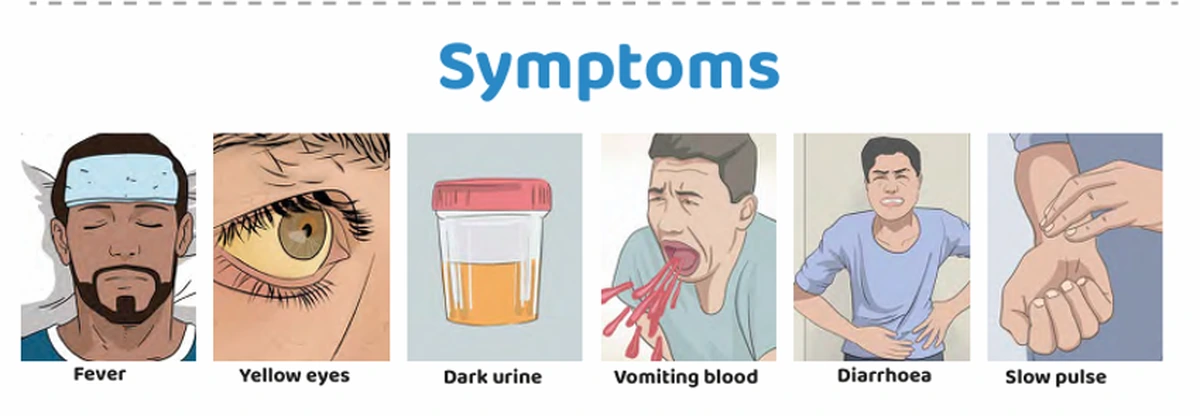 Illustrations of yellow fever symptoms, including fever, yellow eyes, dark urine, vomiting blood, diarrhea, and a slow pulse
